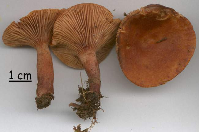 Lactarius camphoratus